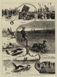 Das Hundederby, die Prüfungen für den Waterloo Cup